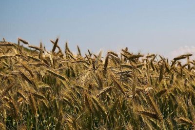 南方不种小麦吗,南方种植的小麦通常是冬小麦