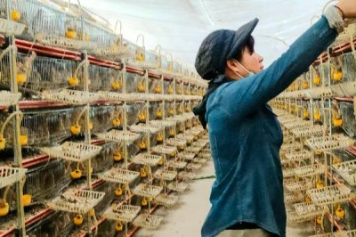 鹌鹑的养殖技术,产蛋期要注意光照时长