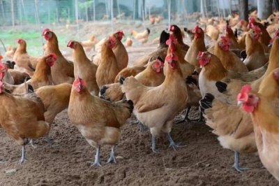 柴鸡的养殖注意事项,饲喂的时间一定要把握好