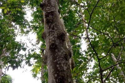 见血封喉的毒性有多强,是世界上最毒的树