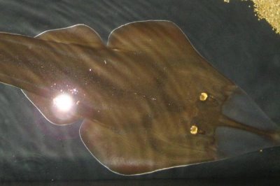 鳐鱼的种类,常见的有鳐科、单鳍鳐科、拟鳐科等