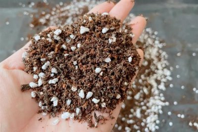 怎么养橡皮树，幼株每隔一年更换一次盆土