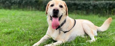 狗狗爱咬东西有哪些原因,可能处在磨牙期