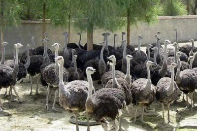 鸵鸟的养殖方法，要选择排水良好的沙质土地带