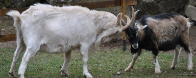 一只山羊重多少千克,大约为25千克