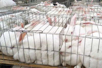 兔子耳螨怎么处理,首先及时隔离患有耳螨的兔子