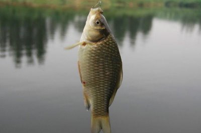 钓鲫鱼黑漂的原因，线组过灵敏会导致