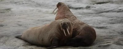 什么是海象，属于群居哺乳动物