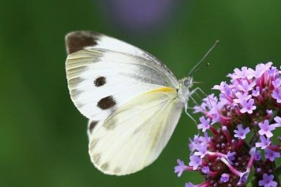 菜粉蝶什么时候危害最严重,最严重的时期是幼虫期