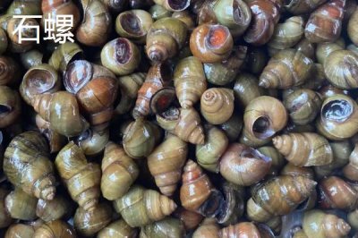 淡水螺的产地,广东、福建等地养殖较多