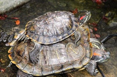 乌龟死亡的表现有哪些,首先会停止活动