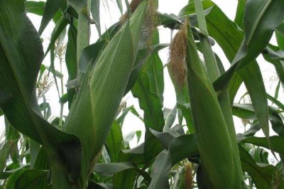 金辉658玉米种子特征特性,4月中上旬播种