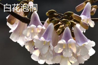 泡桐树什么时候开花，一般3-4月开花