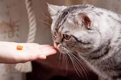 猫感冒打喷嚏能不能喂人用药，容易产生副作用甚至会中毒致死