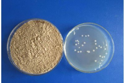 农用枯草芽孢杆菌可以治什么病，可以治水稻纹枯病，小麦纹枯病等