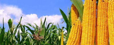 六颗星551玉米种子介绍,适宜播种期4月下旬至5月上旬