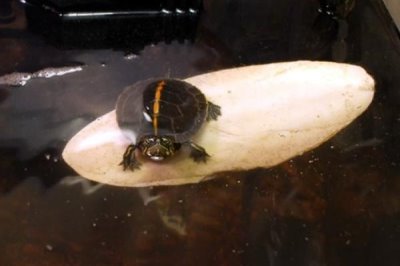 怎样让乌龟水不臭,必须要频繁换水