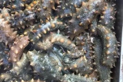 野生海参的价格,价格与季节和市场行情相关