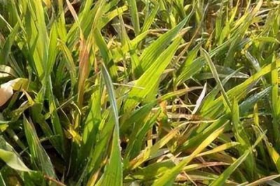 小麦苗期叶片发黄干枯的原因,可能是温度不适或土壤干旱所致