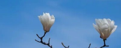 玉兰花的寓意，寓意忠贞爱情、知恩图报等