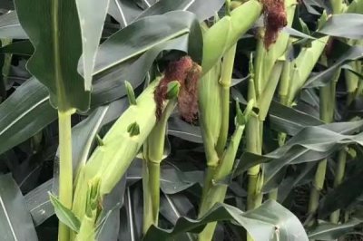 吉农大703玉米种子特点，4月下旬至5月上旬播种