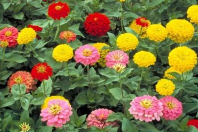 百日菊的养殖方法,整个生育期保持充足的光照