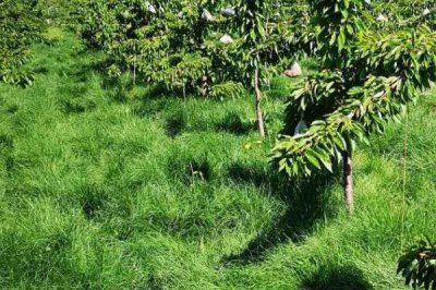 鼠茅草的产地,北美退化草原是主要分布区