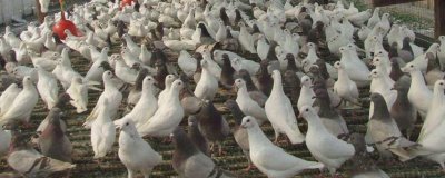 温室大棚养殖鸽子的优点,易于建设且光照充足