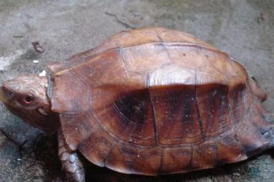 锯缘龟好不好养,养殖难度为中等