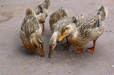 小野鸭子如何养活,苹果或小鱼干都可以喂食