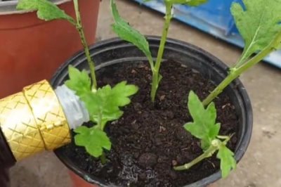 扦插菊花的时间，3-5月扦插为佳