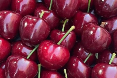 大樱桃常见品种,红灯、美早、早红宝石等品种较常见