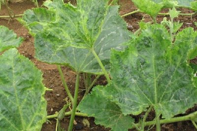 南瓜常见病害及防治方法,不同病害的防治方法不同