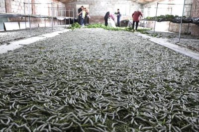 大规模养蚕要注意什么，及时处理食物残渣可避免病菌滋生