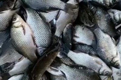 小鲫鱼的产地,原产于中国除青藏高原外的江河、湖泊等