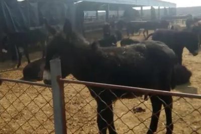 肉驴养殖利润有多大，每头肉驴养殖净利润在4900元左右