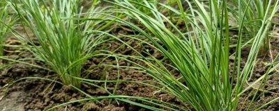 韭菜一般多久割一次，每20-25天可以割一次