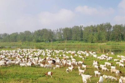 养羊的准备工作,首先肯定要对羊有所了解