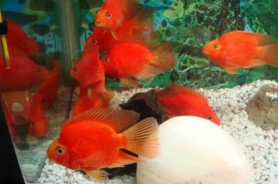 鹦鹉鱼喂食的正确方法,喂食小虾有利于增色