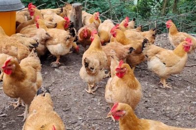 鸡突然死了的原因,可能是疾病性猝死或应激性猝死等