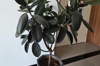 橡皮树春天可以扦插吗，橡皮树春天能扦插