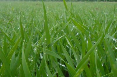 小麦播种后可以马上浇水吗，播种后不可马上浇水