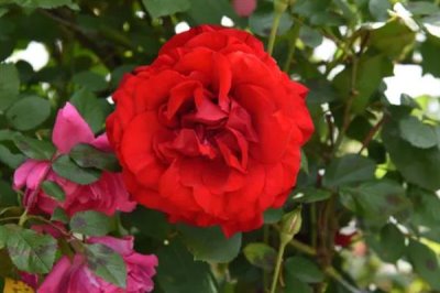 红红的花有什么寓意，花语是我爱你