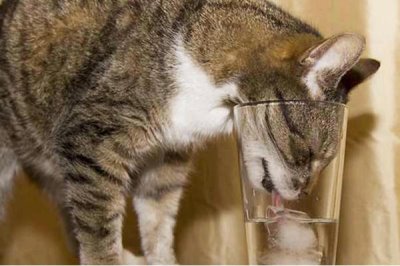 猫咪不喝水的原因,可能水不干净或生病了