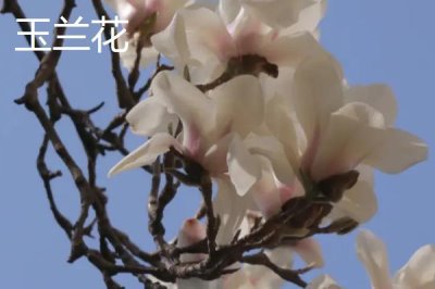 白兰花和玉兰花的区别,科属、形态、产地等均不同