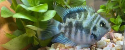 鹦鹉鱼能和锦鲤混养吗，通常不能混养