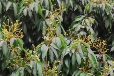 荔枝花芽分化条件，足够的养分有助于植株花芽分化