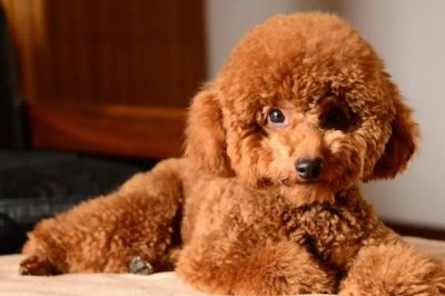 最好养的10种小型犬,包括泰迪犬、西施犬、柯基犬等品种