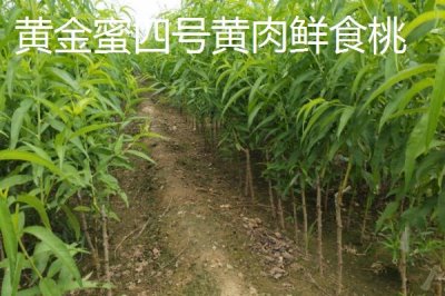 品质好的桃树苗品种，目前国内最好的品种是秋彤桃