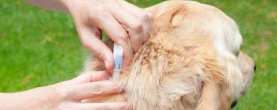 狗狗体内外驱虫方法,可以使用滴剂或者喷剂